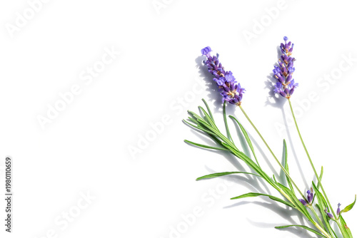 Delicate lavender sprigs with vibrant purple flowers arranged on a clean whit...