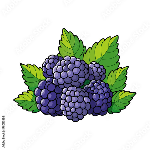 Group of ripe, juicy blackberries with fresh green leaves illustration