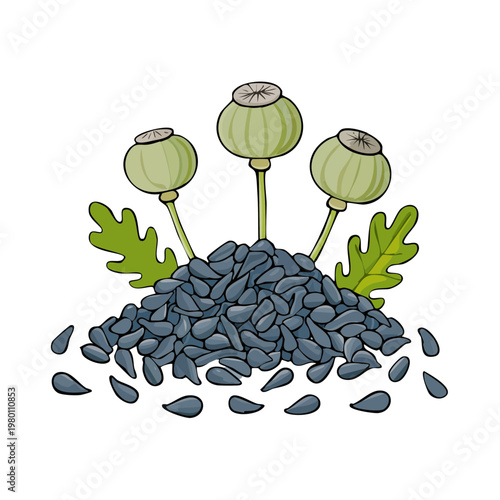 Opium Poppy Seed Pods and Seeds Illustration