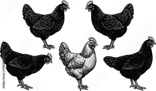 Vintage Chicken Engraving Set with Detailed Poultry Illustrations, Farm Animal Collection Vector Artwork for Agriculture, Food Industry, and Retro Design