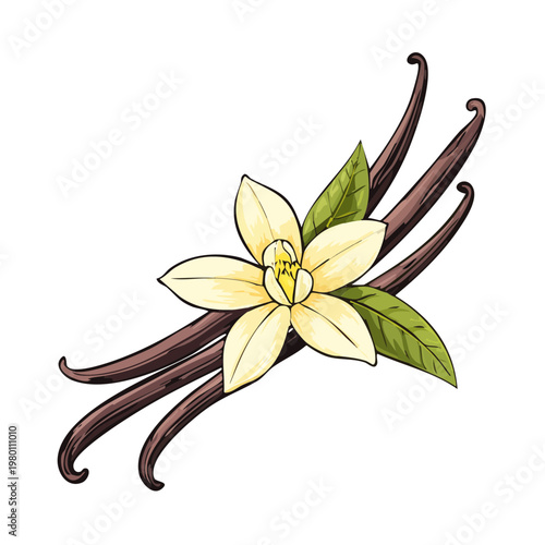 Illustration of vanilla pods and a vanilla orchid flower with green leaves