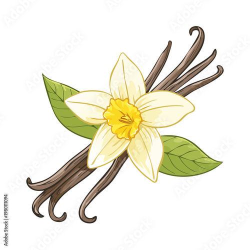 Vanilla bean flower and pods with green leaves, a sweet aroma ingredient for flavoring and baking