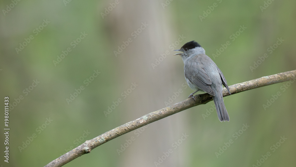 Obraz premium Blackcap Singing