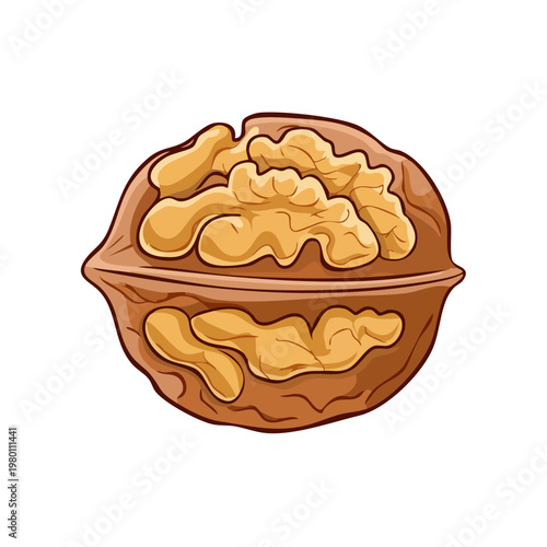 Whole Walnut with Broken Shell Revealing Golden Kernels Delicious Healthy Nutty Food Ingredient Illustration