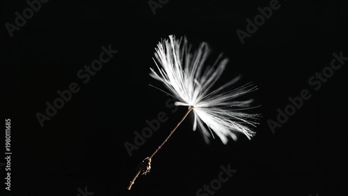 Ephemeral Beauty: A delicate dandelion seed takes flight against a dark backdrop, its intricate details beautifully highlighted. 