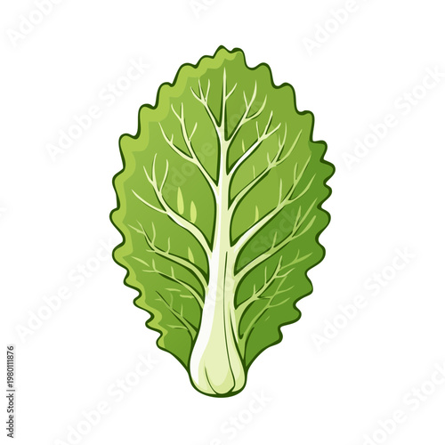 Green Leafy Vegetable Isolated on White Background Healthy Food Ingredient Close Up