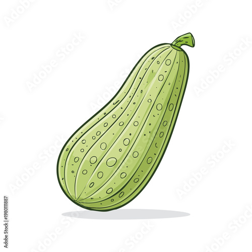 Hand drawn illustration of a ripe green zucchini squash with dotted texture and stem