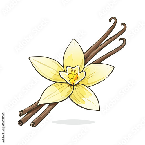 Hand drawn illustration of a vanilla bean and flower with delicate petals and seed pods