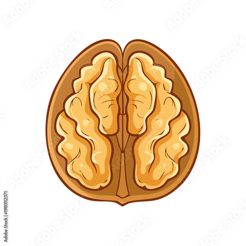 Cartoon cross section of a walnut revealing its healthy kernel and shell texture