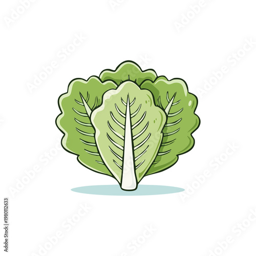 Fresh Green Lettuce Vegetable Illustration