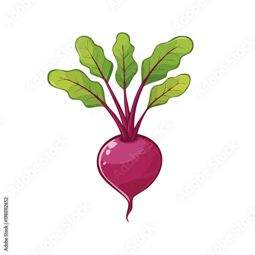 Fresh Beetroot Vegetable with Green Leaves Growing from the Ground Isolated