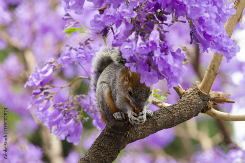 Quadro su tela Squirrel on jacaranda tree with purple blossoms, capturing urban wildlife in spring with vibrant floral background and natural behavior