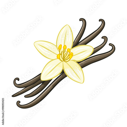 Delicate Vanilla Flower Blooms Alongside Dark Cured Vanilla Pods for Flavor and Aroma