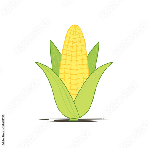 Bright yellow ear of corn with green husks, a healthy farm harvest, and organic food illustration