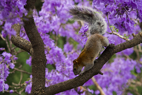 Cuadro en lienzo Squirrel on jacaranda tree with purple blossoms, capturing urban wildlife in spring with vibrant floral background and natural behavior