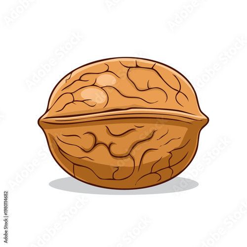 Single Whole Walnut with Cracks and Texture Isolated on White Background Illustration