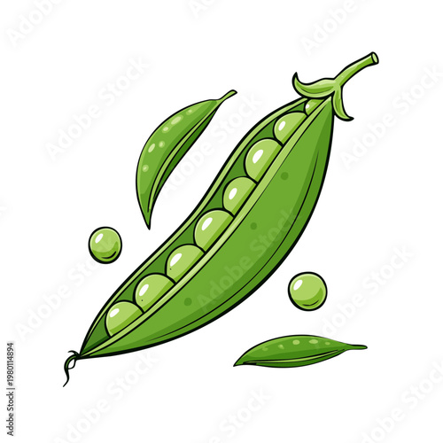 Open pea pod with ripe peas and leaves isolated on white background, illustration