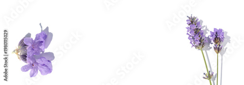 Lavender sprigs and single lavender flower isolated on white background with ...