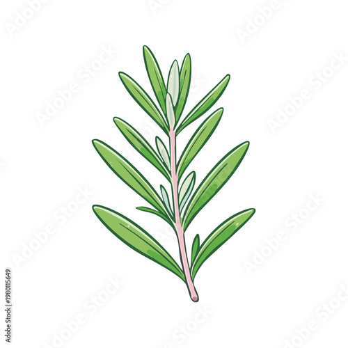 Hand-drawn illustration of a fresh green rosemary herb sprig with slender leaves