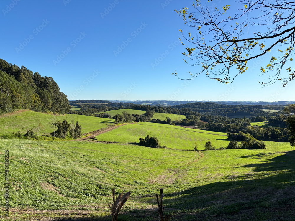 Fototapeta premium Rolling green hills landscape in rural Rio Grande do Sul, Brazil with clear blue sky