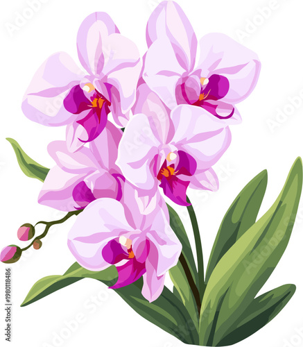 Light purple pink orchid flowers with green leaves isolated on white background, tropical orchid plant botanical illustration, elegant floral clipart
