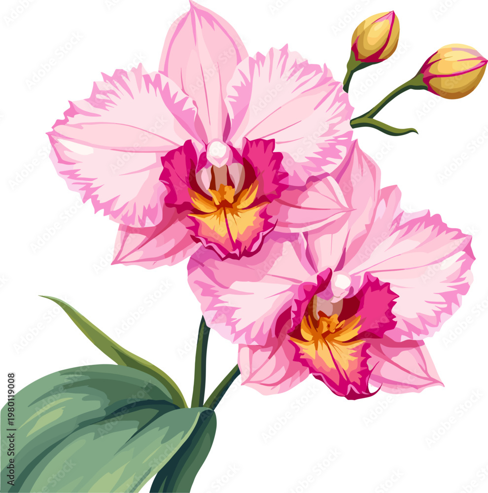 Obraz premium Pink and white orchid flowers with buds isolated on white background, tropical phalaenopsis orchid botanical illustration, floral clipart