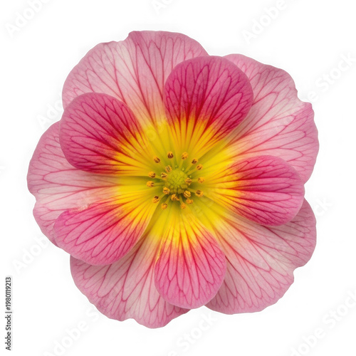 Pink and yellow petals flower with soft gradient isolated on transparent background