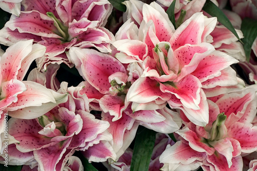 Close up of flowers of Lilium 'Samantha' in summer