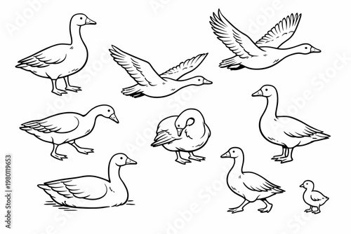Hand Drawn Goose Vector Illustration Set Featuring Various Poses Including Flying, Standing, Walking, Swimming, and Preening; Detailed Black and White Line Art Collection of Waterfowl and Birds