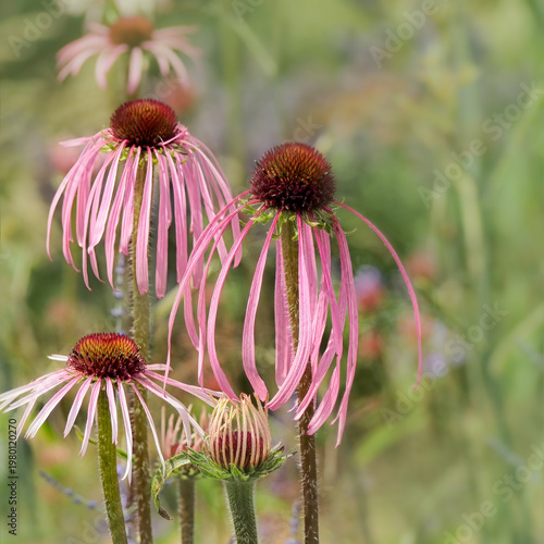 Close up of Echinacea pallida flowers in a garden border in summer