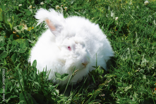 Φωτογραφία white rabbit on green grass
