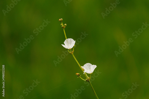 white flowers on green background