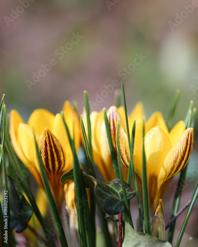 Yellow crocus flowers blooming in early spring garden, soft natural light, fresh seasonal background, botanical detail, copy space, outdoor nature scene, vibrant yellow petals, seasonal floral concept