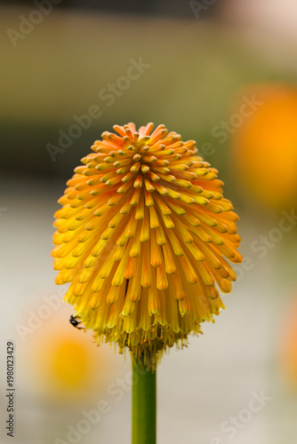yellow flower with water drops