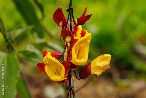 red and yellow tulips