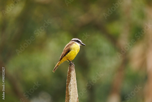yellow billed hornbill