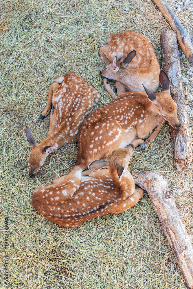 Obraz premium Spotted fallow Deer's lays down on the ground in contact zoo.