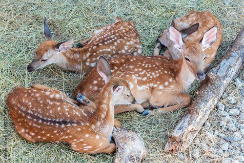 Photos Spotted fallow Deer's lays down on the ground in contact zoo.
