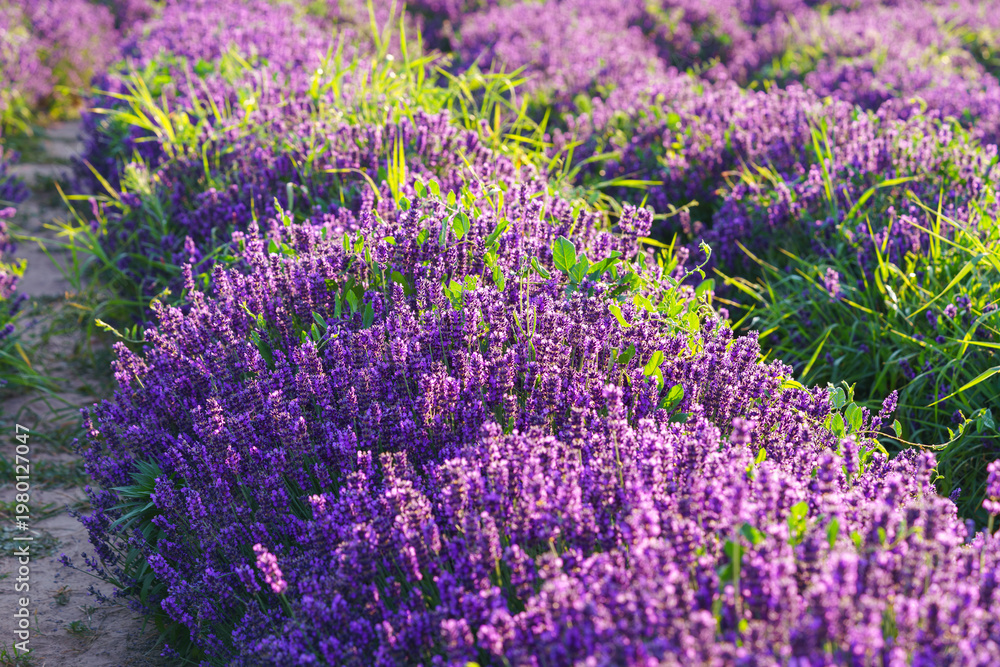 Obraz premium Lavender bushes in row, blooming under warm sunlight in peaceful purple and green summer field with soft sunset lignt background. Landscape, natural background, herbal wallpaper