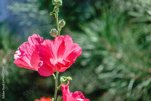 Pink flowers of Hibiscus moscheutos plant close-up. Hibiscus moscheutos, swamp hibiscus,