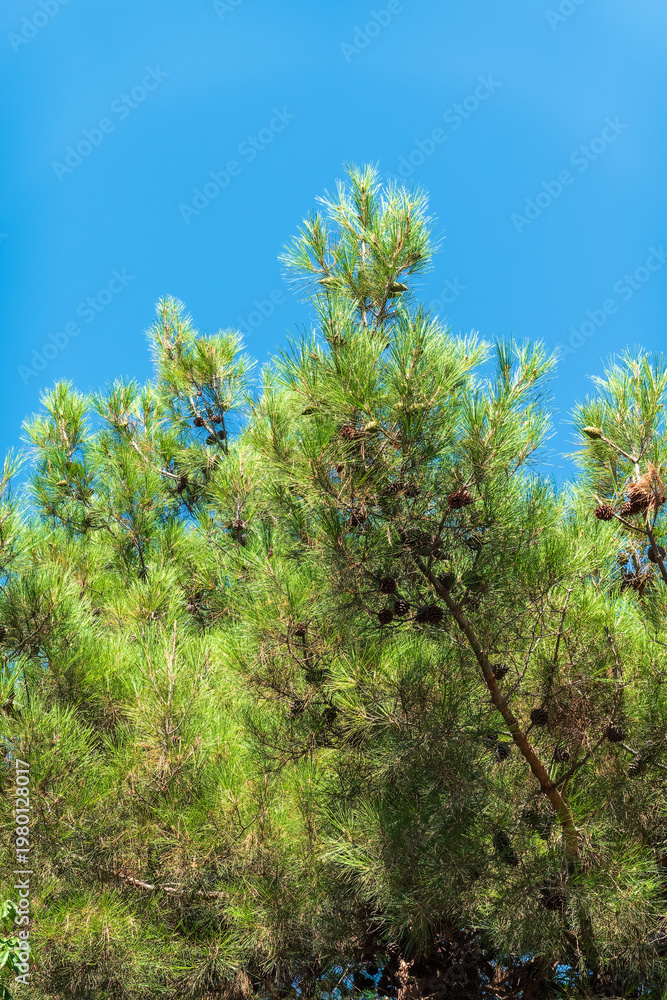Fototapeta premium Green pine tree with long needles on a background of blue sky. Freshness, nature, concept. Pinus pinea