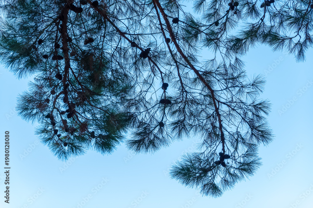 Ταπετσαρία Green pine tree with long needles on a background of blue sky