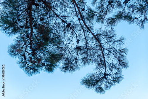 Foto Green pine tree with long needles on a background of blue sky