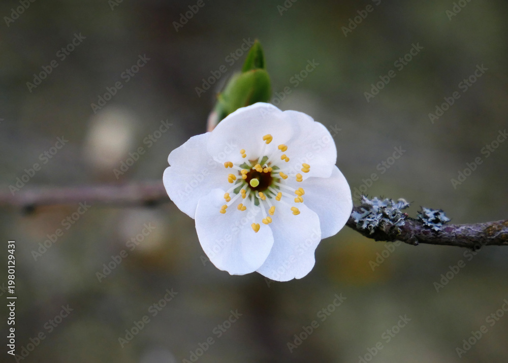 Obraz premium A single white flower with yellow stamens blooms on a bare branch. The background is softly blurred, highlighting the delicate details of the blossom.