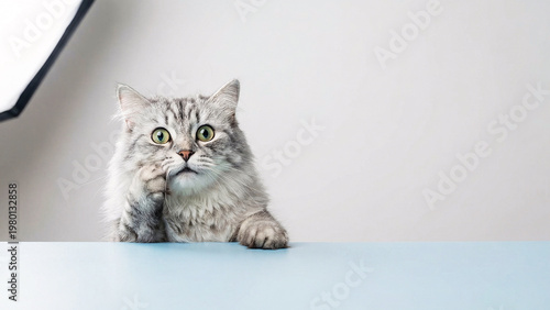 Long Haired Silver Cat Peeking Over Light Blue Tabletop With Paw on Cheek, Surprised Expression, Copy Space, Minimal Studio Pet Photography