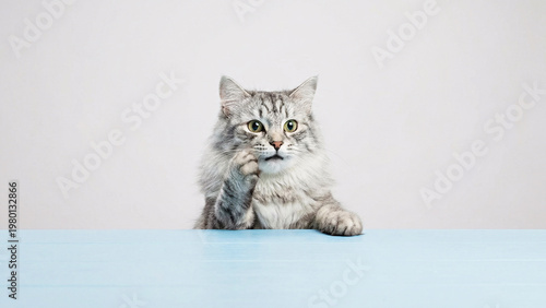 Long Haired Silver Cat Peeking Over Light Blue Tabletop With Paw on Cheek, Surprised Expression, Copy Space, Minimal Studio Pet Photography