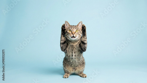 Surprised Tabby Cat With Paws Beside Ears on Pastel Blue Studio Background, Wide Alert Eyes, Copy Space, Funny Pet Expression, Isolated Animal Portrait