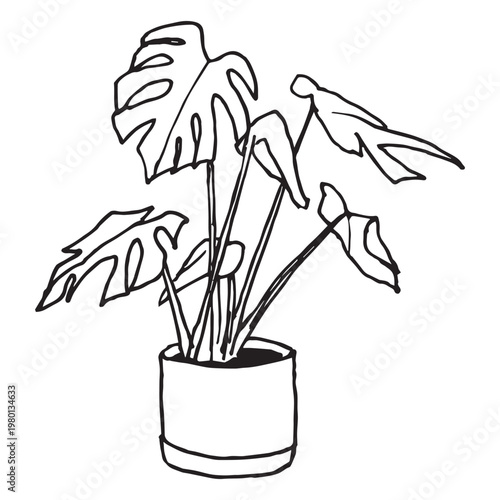 Monstera deliciosa doodle illustration, hand drawn potted tropical houseplant sketch with split leaves in cylinder pot, outline vector icon isolated on white background for home decor design.