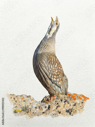 A watercolor illustration of a Caspian snowcock (Tetraogallus caspius) looking up from a rocky outcrop.