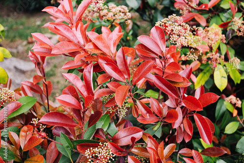 Red leaves plant closeup in garden. Seasonal foliage with vibrant colors and natural botanical detail in outdoor environment showing autumn vegetation decorative plants and horticulture concept.